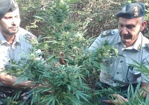 IMG 2700 300x212 GdF CASERTA: SEQUESTRATA PIANTAGIONE DI MARIJUANA, RESPONSABILE DENUNCIATO ALL’AUTORITÀ GIUDIZIARIA 