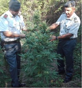 IMG 2701 278x300 GdF CASERTA: SEQUESTRATA PIANTAGIONE DI MARIJUANA, RESPONSABILE DENUNCIATO ALL’AUTORITÀ GIUDIZIARIA 