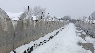 2 3 AGRICOLTURA, EMERGENZA GELO: DEL GAUDIO: STATO DI CALAMITÀ E SBLOCCO DI CONTRIBUTI STRAORDINARI