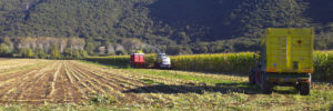 agricoltura 300x100 FN E SINLAI: DENUNCIANO LA CRISI DEL SETTORE AGROALIMENTARE