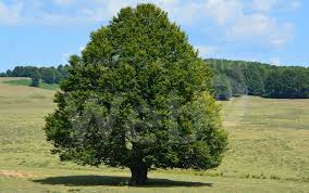 albero ITALIA NOSTRA BACCHETTA CASERTA: NO ALLABBATTIMENTO DEGLI ALBERI