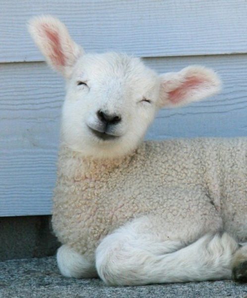 happy lamb is happy LA PASQUA SI AVVICINA: È IL MOMENTO DI PENSARE COSA PREPARARE PER IL PRANZO