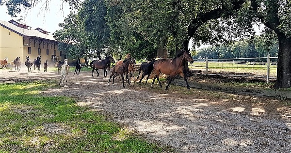 6 INCREMENTO IPPICO, ZINZI: DIVENTI RISORSA PER IL TERRITORIO...LA REGIONE INVESTA