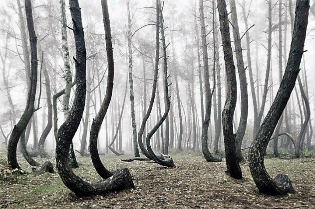 foresta polonia alberi storti 2 631x420 IN POLONIA UNA MISTERIOSA FORESTA DI PINI