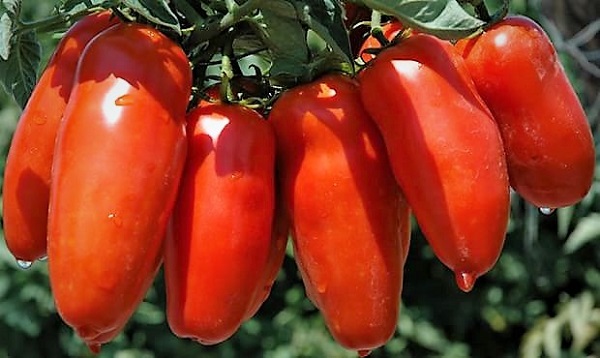 pomodori san marzano È TEMPO DI POMODORI, E DEL LORO RE, IL SAN MARZANO…