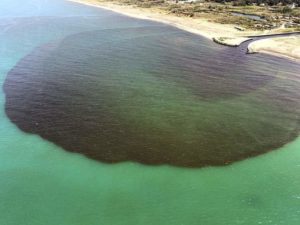 %name INQUINAMENTO CANALE AGNENA, SEQUESTRATO ALLEVAMENTO