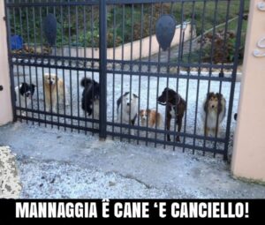 mannaggia cane e canciello 300x255 SESSA E I SUOI “CANE E CANCIELL”   L’INVASIONE DEI TROLL