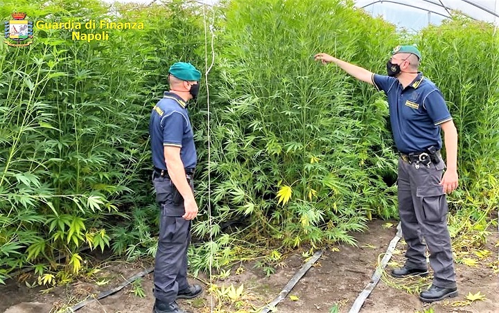 GDF NAPOLI NAPOLI, LA GUARDIA DI FINANZA SEQUESTRA OLTRE 400 PIANTE DI MARIJUANA: UN DENUNCIATO