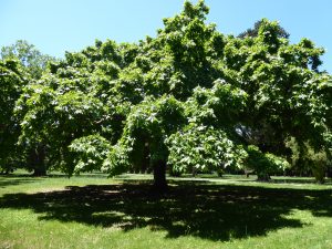 platano acerifolia 300x225 ALBERI MONUMENTALI, ARRIVA IL RICONOSCIMENTO AGLI ALBERI DEL PARCO REALE DELLA REGGIA