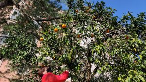 %name REGGIA DI CASERTA, AVVIATA LA RACCOLTA DELLE ARANCE PER LA MARMELLATA DELLE REGINE