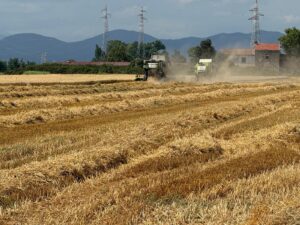 1720601105092 300x225 RACCOLTA GRANO SU TERRENI CONFISCATI, LA SODDISFAZIONE DI AGRORINASCE