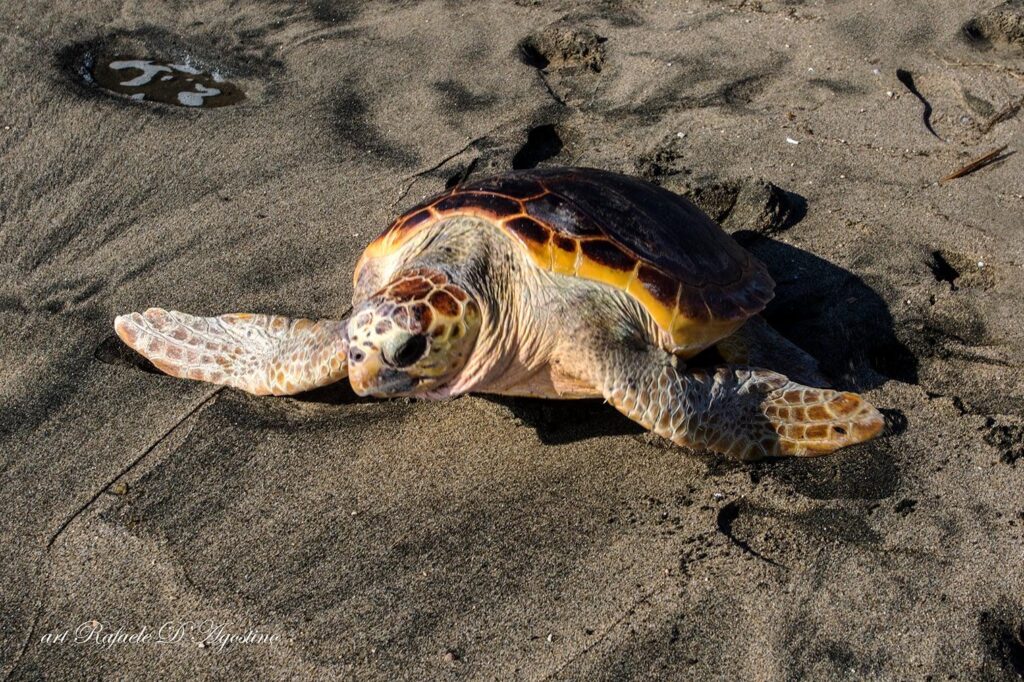 %name CASTEL VOLTURNO, SALVATE E LIBERATE DUE TARTARUGHE CARETTA CARETTA