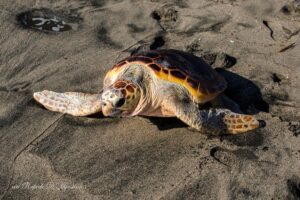 %name CASTEL VOLTURNO, SALVATE DUE TARTARUGHE CARETTA CARETTA