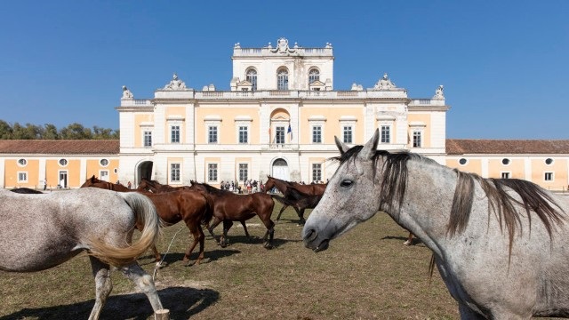 cavalli carditello 4 OTTOBRE, GIORNATA MONDIALE DEGLI ANIMALI: IL LEGAME STORICO E CULTURALE CON LA FAUNA IN PROVINCIA DI CASERTA