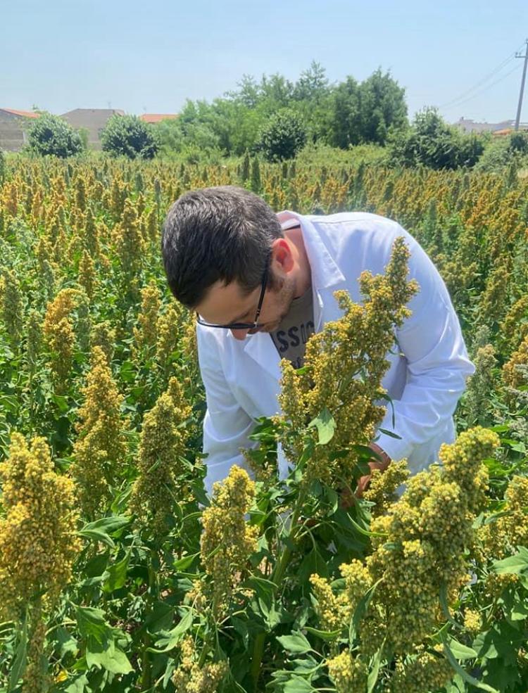 progetto quinoa marcianise MARCIANISE, PROGETTO SPERIMENTALE QUINOA: ECCO I RISULTATI