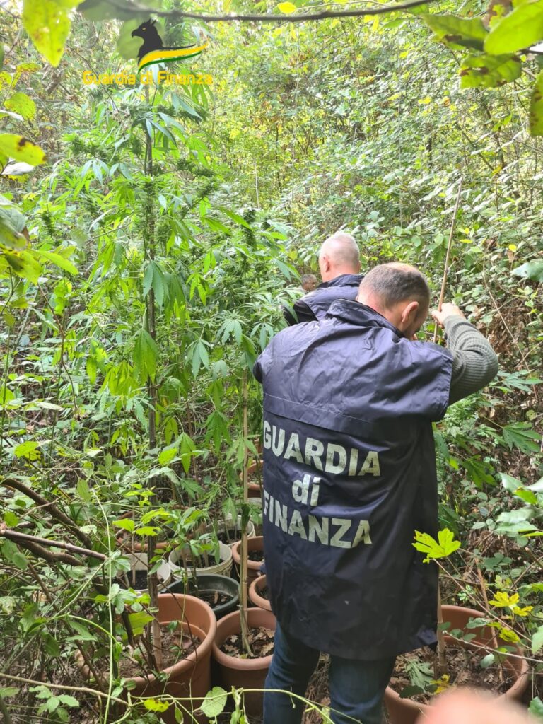 FOTO 1 2 768x1024 LA GDF SGOMINA DUE COLTIVAZIONI DI CANNABIS INDICA A DRAGONI E 37 PIANTE DI CANAPA NELLALTO CASERTANO, TRE I RESPONSABILI